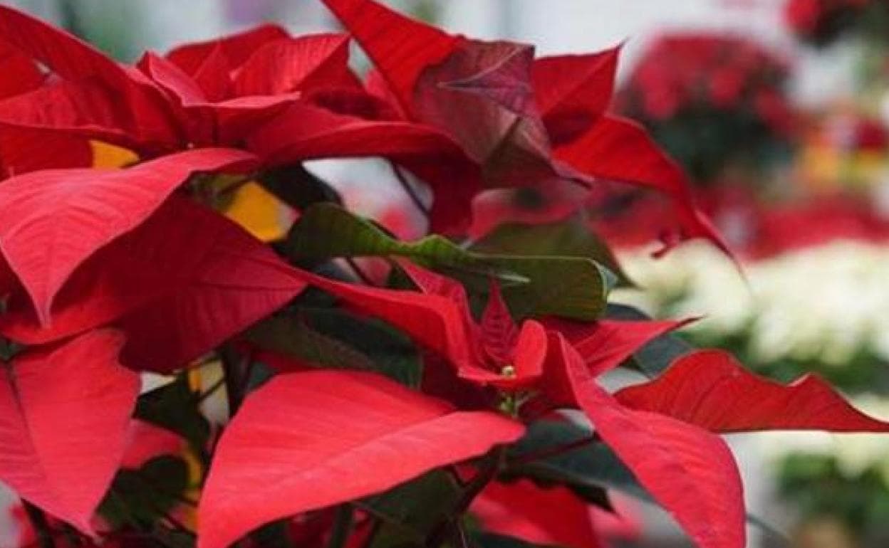 Tips And Tricks To Keep Poinsettias Alive For Another Year Sur In English   Poinsettia KTK U190377725481iYC 1248x770@Diario Sur 